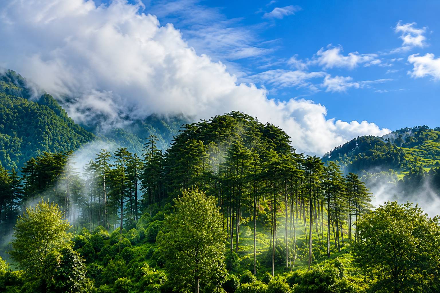 Pine and deodar forest with Himalayan views near Dhanaulti
